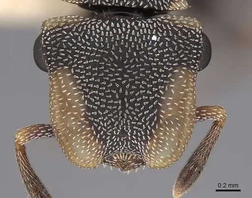 Cephalotes scutulatus - CASENT0922549