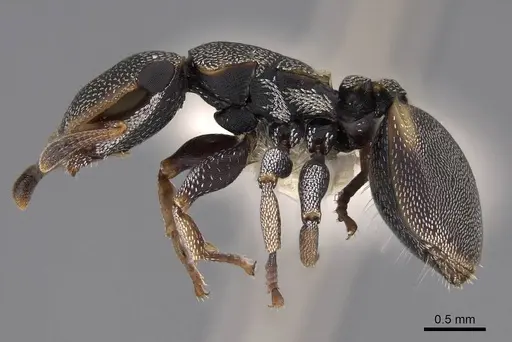 Cephalotes scutulatus - CASENT0922549