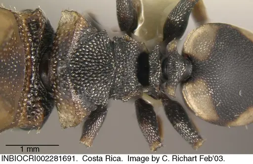 Cephalotes scutulatus - INBIOCRI002281691