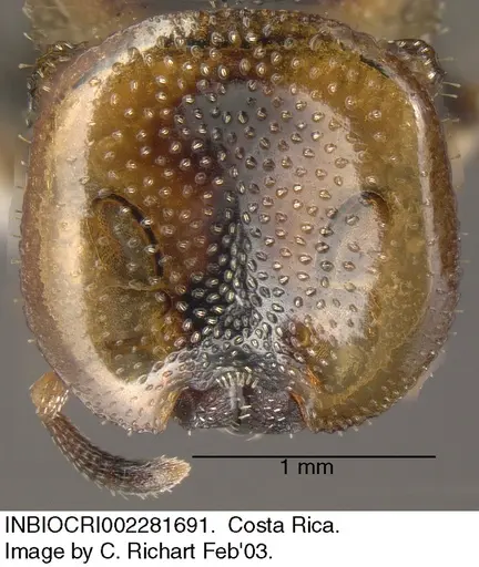 Cephalotes scutulatus - INBIOCRI002281691