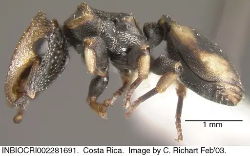 Cephalotes scutulatus - INBIOCRI002281691