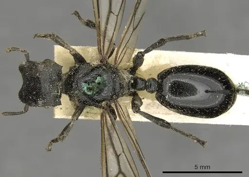 Cephalotes serraticeps specimen