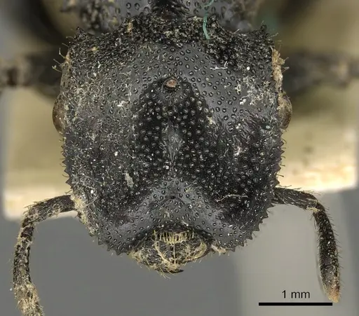 Cephalotes serraticeps specimen