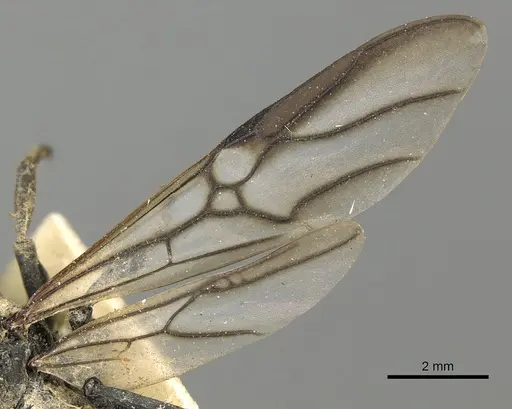 Cephalotes serraticeps - CASENT0900230