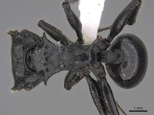 Cephalotes serraticeps - CASENT0922509