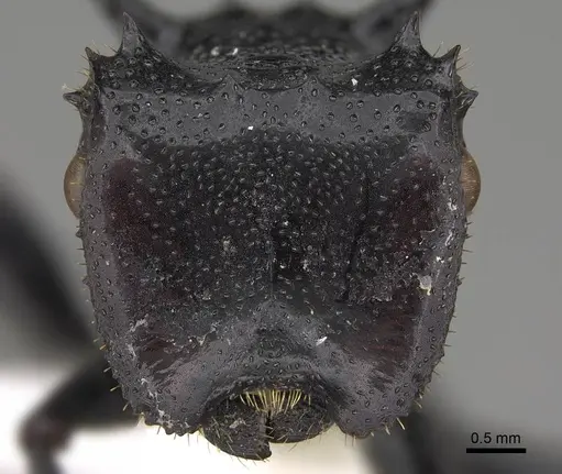 Cephalotes serraticeps - CASENT0922509