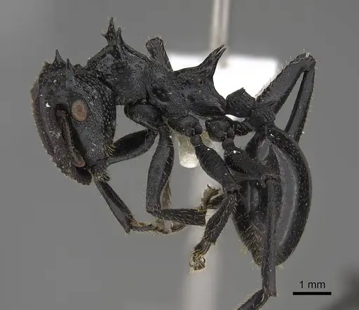 Cephalotes serraticeps - CASENT0922509