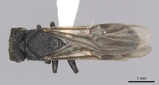Cephalotes setulifer specimen