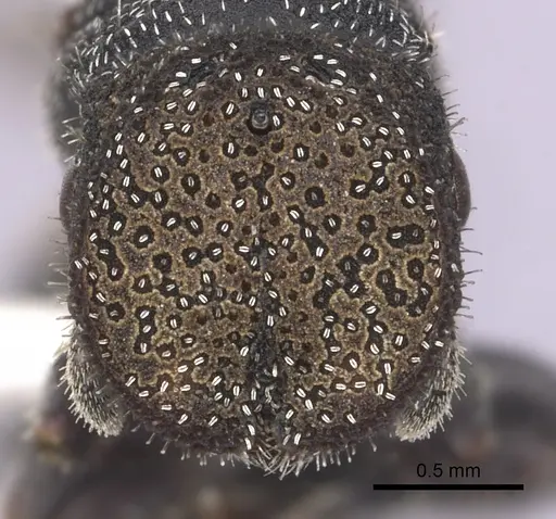 Cephalotes setulifer specimen