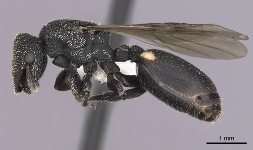 Cephalotes setulifer specimen