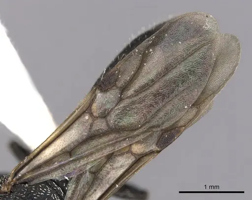 Cephalotes setulifer - CASENT0627974