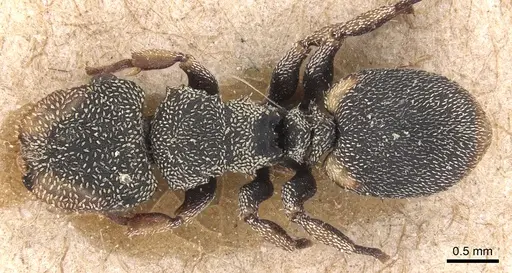 Cephalotes setulifer - CASENT0904926