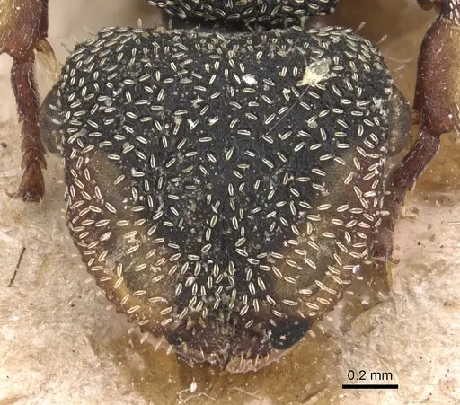 Cephalotes setulifer - CASENT0904926