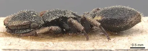 Cephalotes setulifer - CASENT0904926