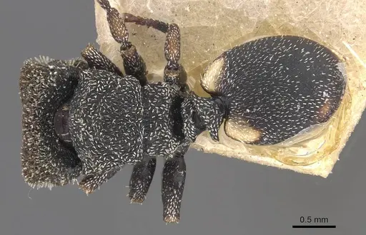 Cephalotes setulifer - CASENT0909296