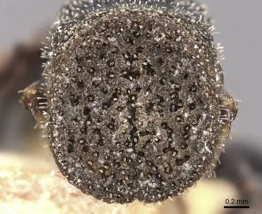 Cephalotes setulifer - CASENT0909296