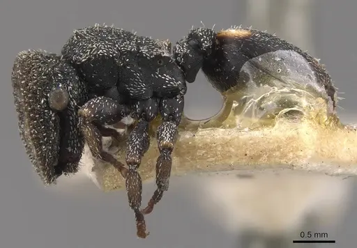 Cephalotes setulifer - CASENT0909296