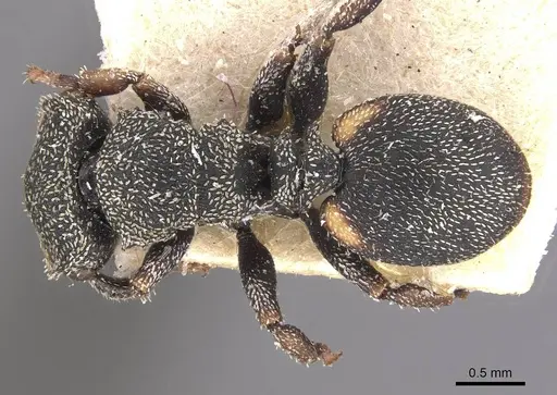 Cephalotes setulifer - CASENT0909297