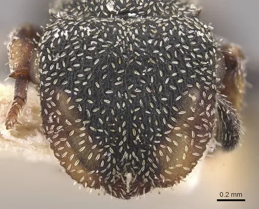 Cephalotes setulifer - CASENT0909297