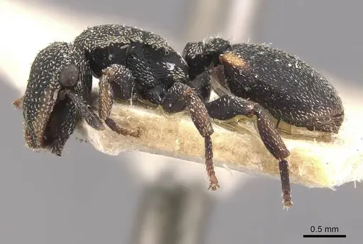 Cephalotes setulifer - CASENT0909297