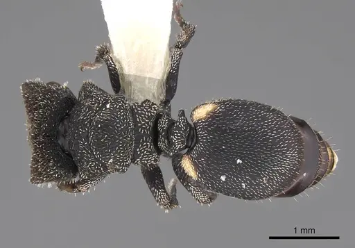 Cephalotes setulifer - CASENT0922524