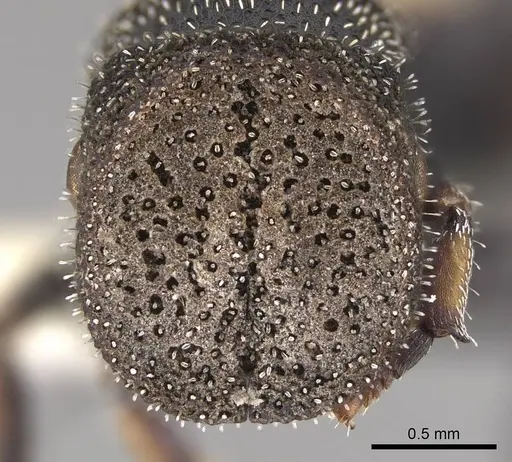 Cephalotes setulifer - CASENT0922524