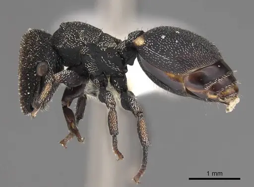 Cephalotes setulifer - CASENT0922524