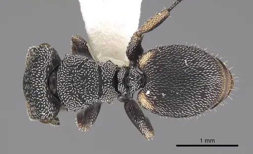 Cephalotes setulifer - CASENT0922525