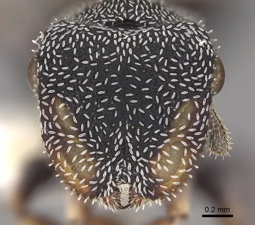 Cephalotes setulifer - CASENT0922525