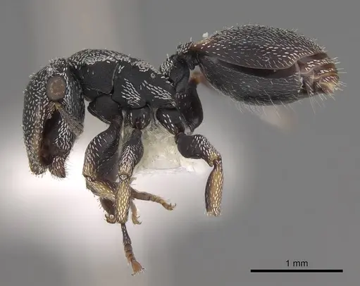 Cephalotes setulifer - CASENT0922525
