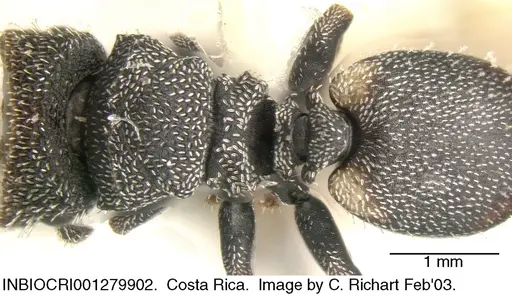 Cephalotes setulifer - INBIOCRI001279902