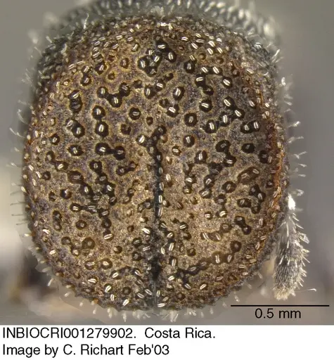 Cephalotes setulifer - INBIOCRI001279902