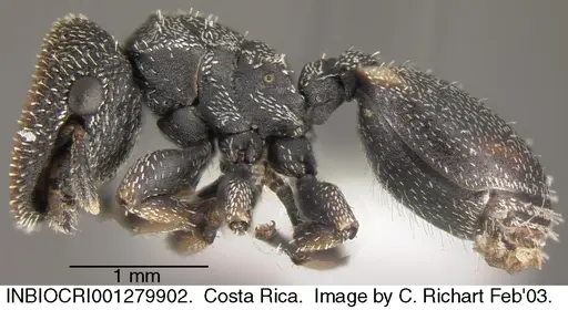 Cephalotes setulifer - INBIOCRI001279902