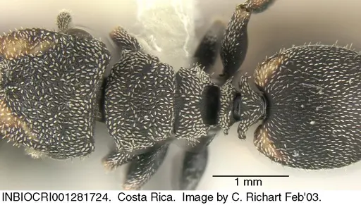 Cephalotes setulifer - INBIOCRI001281724