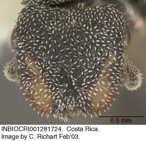 Cephalotes setulifer - INBIOCRI001281724