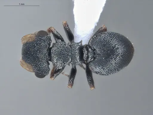 Cephalotes simillimus specimen