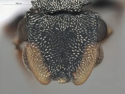 Cephalotes simillimus specimen