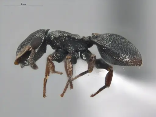 Cephalotes simillimus specimen