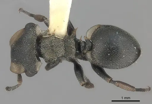 Cephalotes spinosus specimen