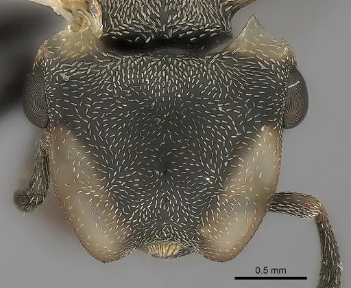 Cephalotes spinosus specimen