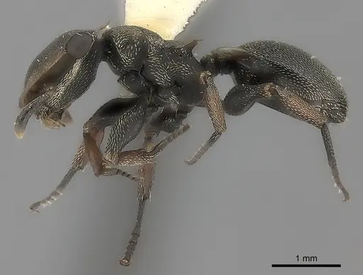 Cephalotes spinosus specimen