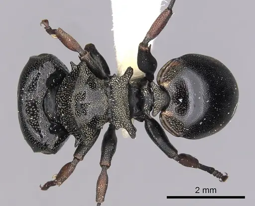 Cephalotes spinosus - CASENT0627976
