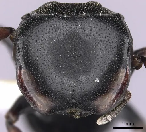 Cephalotes spinosus - CASENT0627976