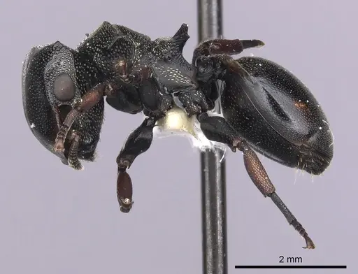 Cephalotes spinosus - CASENT0627976