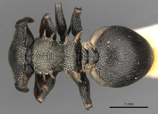 Cephalotes spinosus - CASENT0900244