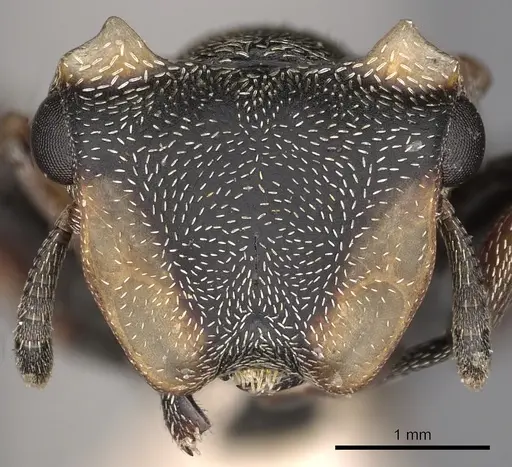 Cephalotes spinosus - CASENT0900244