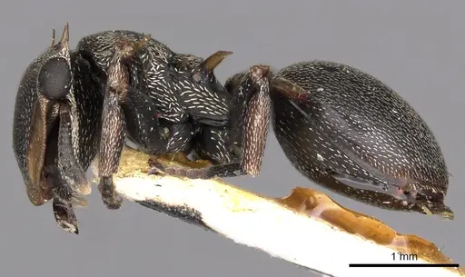 Cephalotes spinosus - CASENT0900244