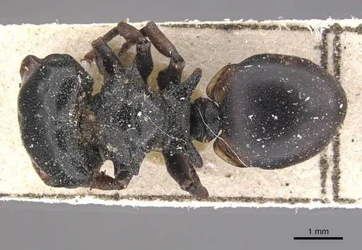 Cephalotes spinosus - CASENT0909271