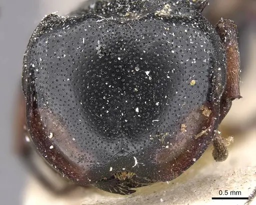 Cephalotes spinosus - CASENT0909271