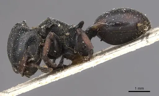 Cephalotes spinosus - CASENT0909271
